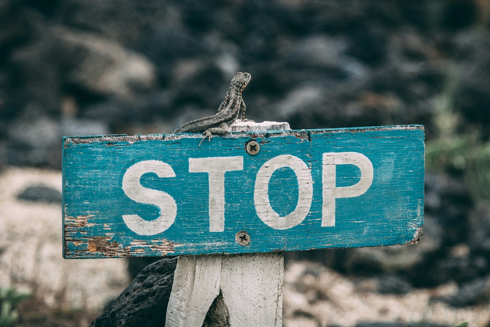 A small lizard perched on top of a weathered blue STOP sign painted on aged wood, with rocky terrain softly blurred behind.